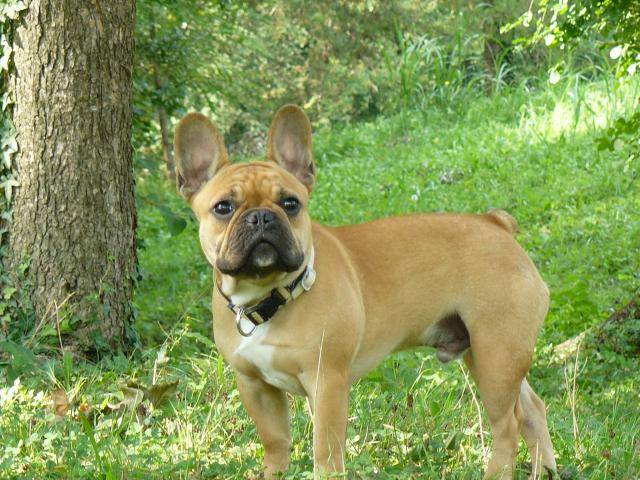 bouledogue français camerone - Bouledogue Français