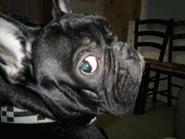 Bouledogue Français - Luca - Bouledogue Français