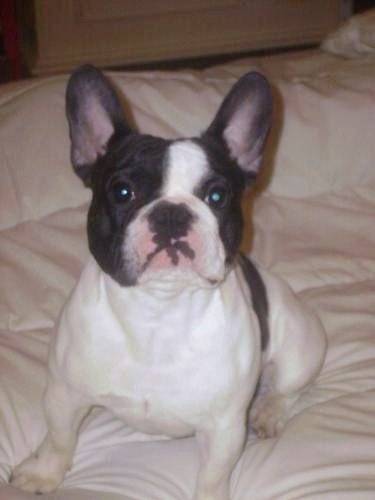 bouledogue français ROMEO - Bouledogue Français