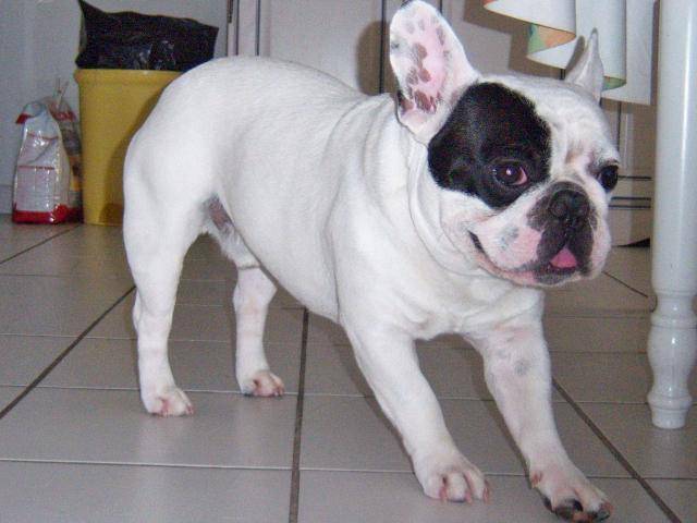 bouledogue français - Bouledogue Français