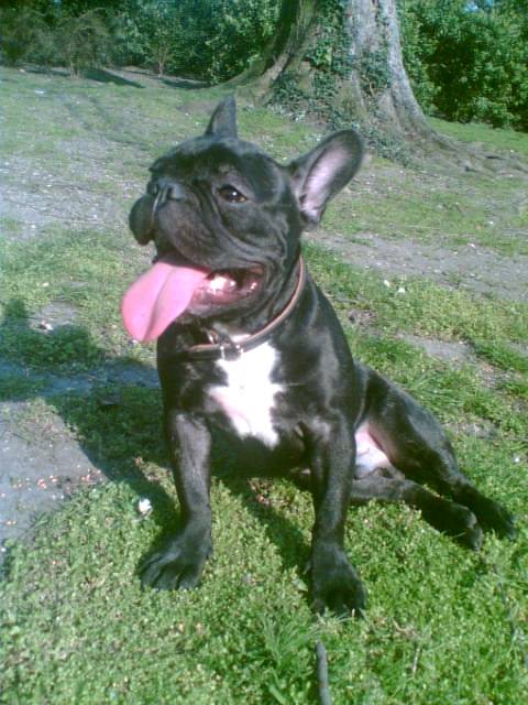baako bouledogue francais - Bouledogue Français
