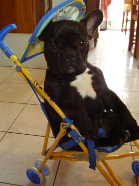 baako bouledogue francais - Bouledogue Français
