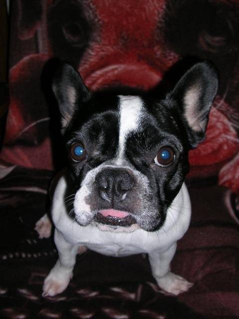 Vanie bouledogue français - Bouledogue Français