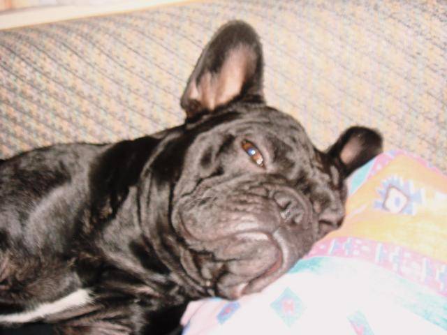 bouledogue francais BOUBA 12 mois - Bouledogue Français (1 an)