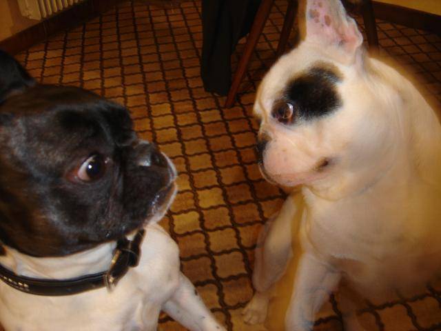 bouledogue français PaOLa & BanDiT - Bouledogue Français
