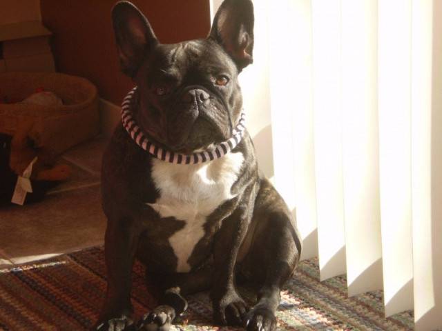Anisette - Bouledogue Français (4 mois)