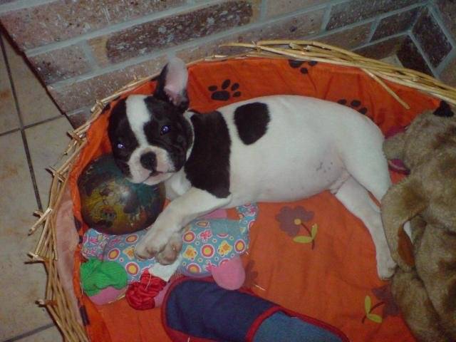 bouledogue français // cooper - Bouledogue Français