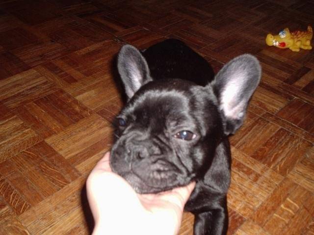 Bouledogue français - Bouledogue Français