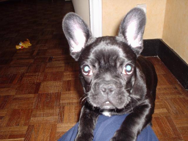 Bouledogue français - Bouledogue Français