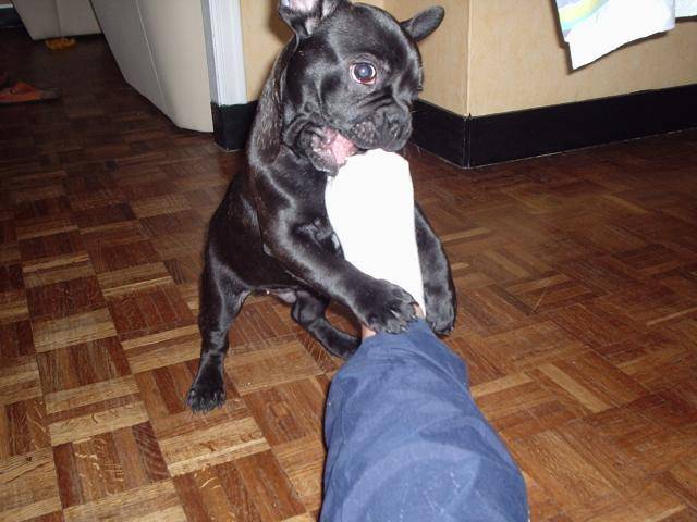 Bouledogue français - Bouledogue Français