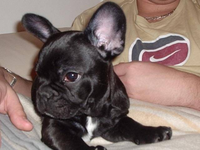 Bouledogue français - Bouledogue Français