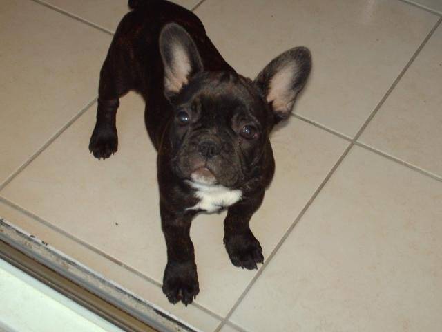 bouledogue francais - Bouledogue Français
