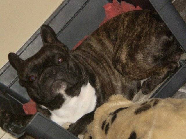 Aston - Bouledogue Français Mâle (4 mois)