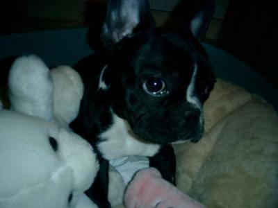 Bouledogue Français - Bouledogue Français