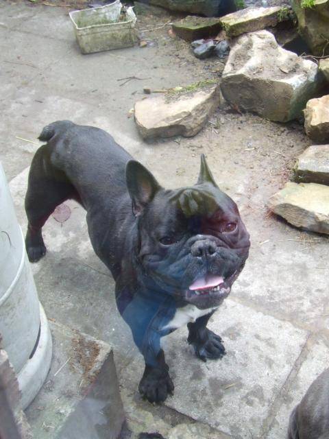 bouledogue francais (darko) - Bouledogue Français