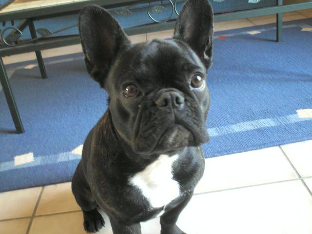 charlotte la bouledogue française - Bouledogue Français