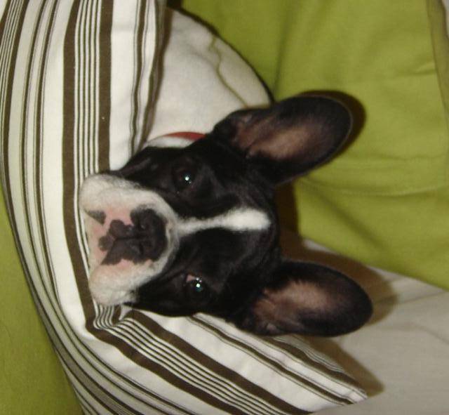 Bouledogue Français - Cléo - Bouledogue Français