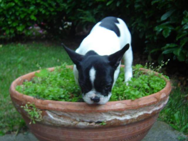 Bouledogue Français - Cléo - Bouledogue Français