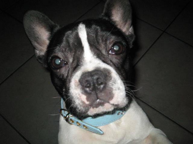 mon bouledogue francais ( miko) - Bouledogue Français