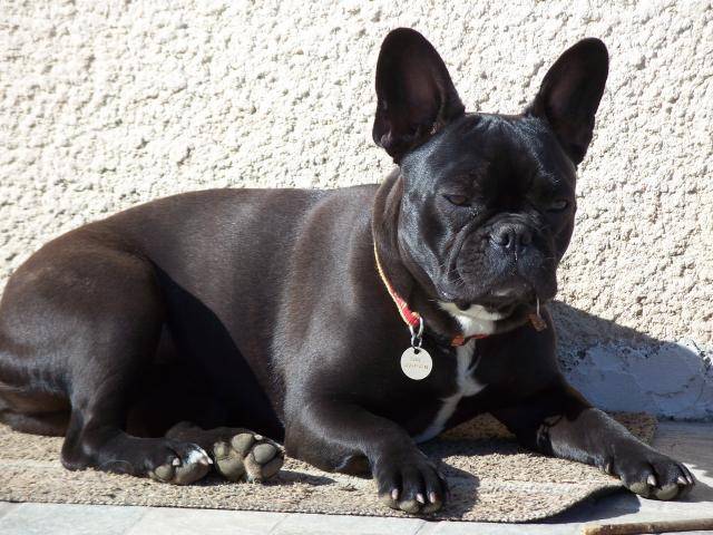 bouledogue français Alice - Bouledogue Français