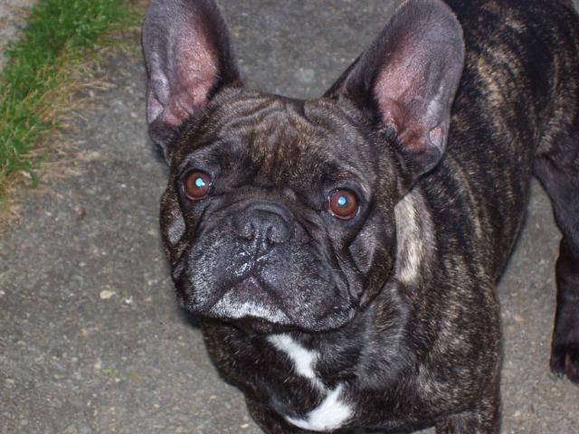 Vince bouledogue français - Bouledogue Français