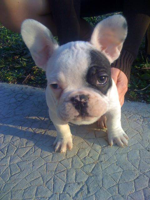 Bouledogue francais : Pimm'S - Bouledogue Français