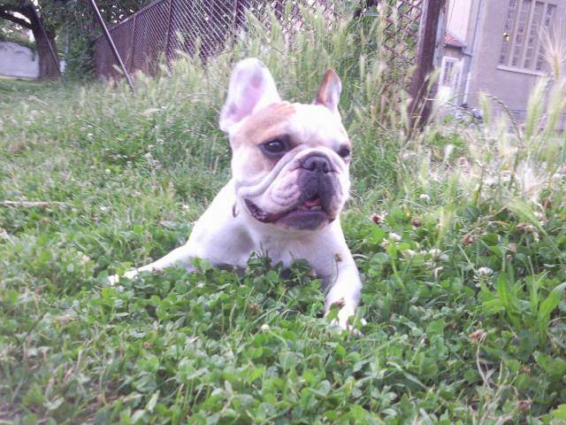 bouledogue français Ula - Bouledogue Français