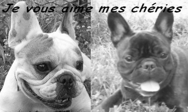 bouledogue français Daisy et Ula - Bouledogue Français