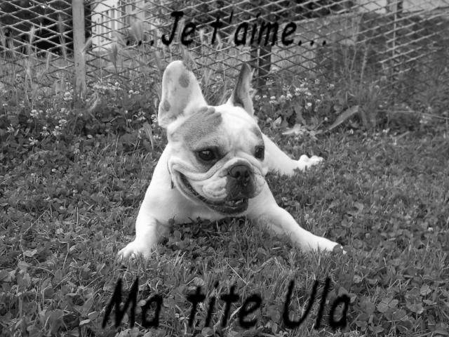 bouledogue français Ula - Bouledogue Français