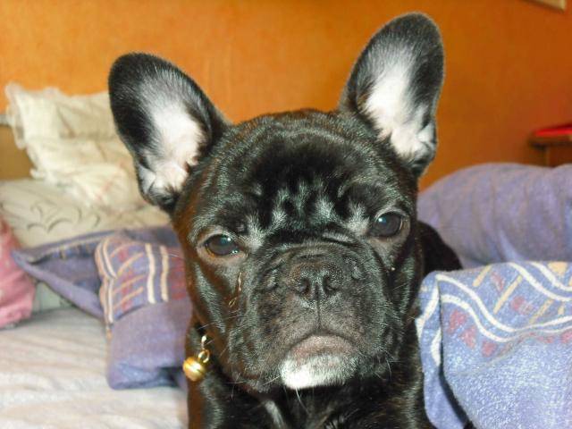 bouledogue français Daisy - Bouledogue Français