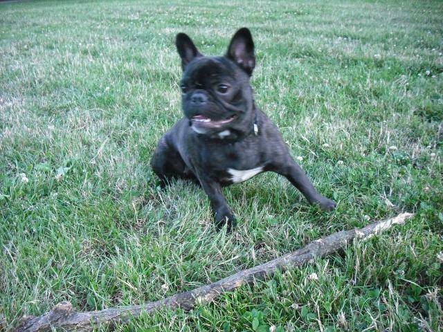 bouledogue français Daisy - Bouledogue Français
