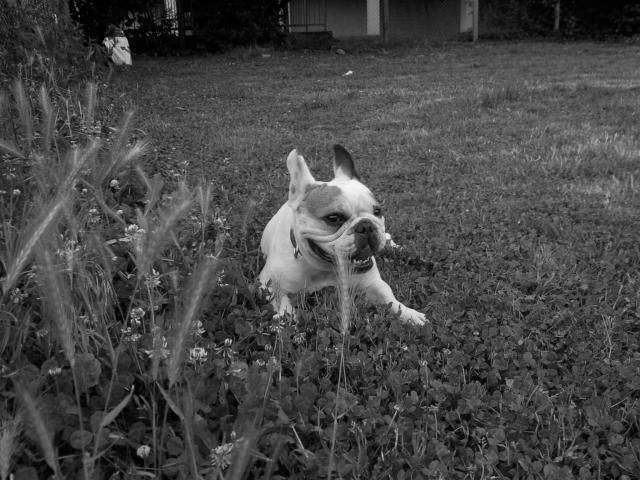bouledogue français Ula - Bouledogue Français