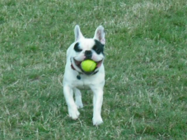 bouledogue français Pablo - Bouledogue Français Mâle