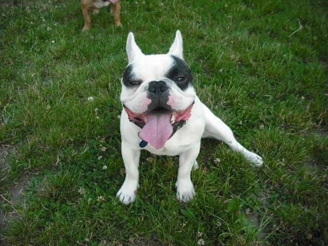 bouledogue français Pablo - Bouledogue Français Mâle