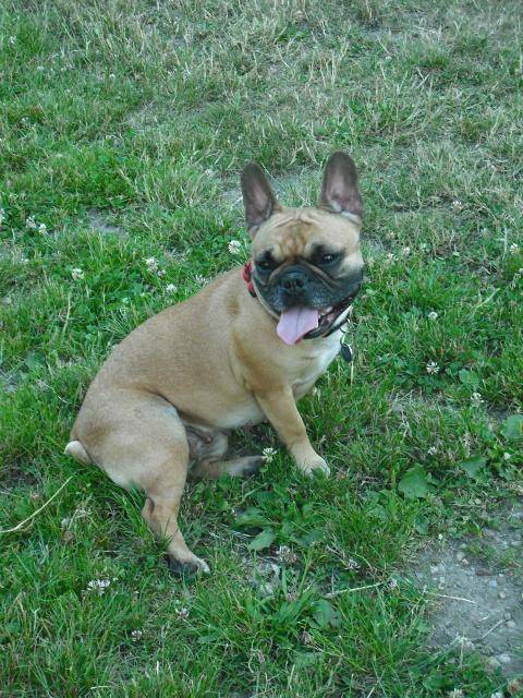 bouledogue français betty - Bouledogue Français