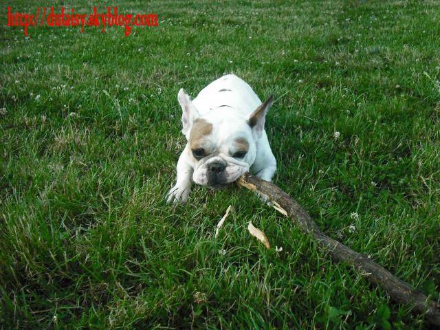 bouledogue français Ula - Bouledogue Français