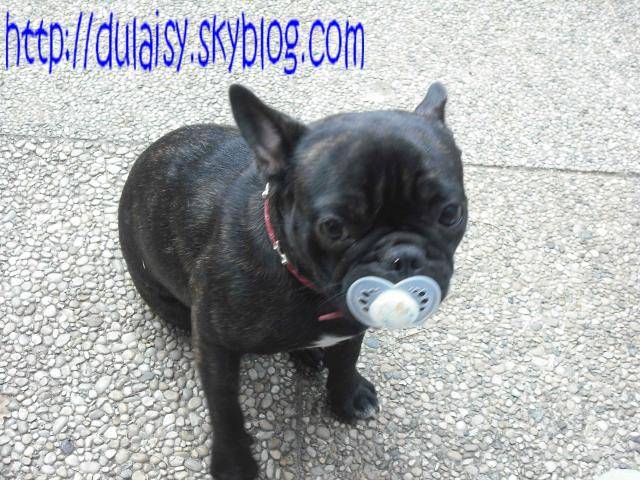 bouledogue français daisy - Bouledogue Français