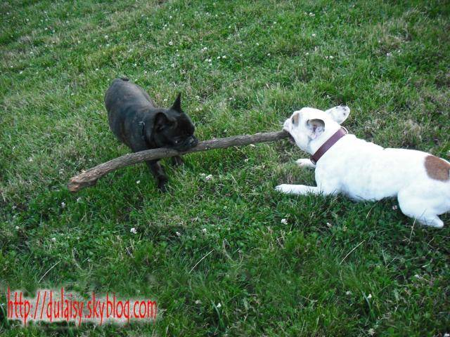 bouledogue français Daisy et Ula - Bouledogue Français