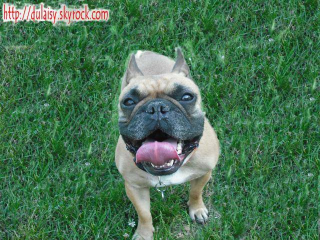 bouledogue français betty - Bouledogue Français