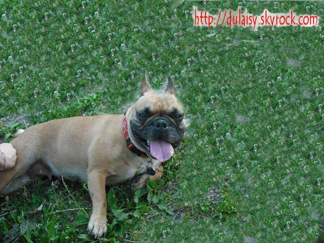 bouledogue français betty - Bouledogue Français