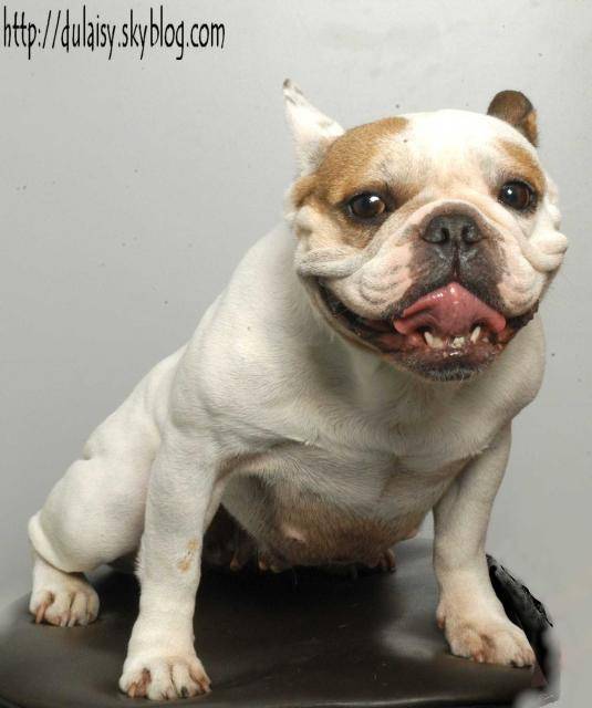 bouledogue français Ula - Bouledogue Français