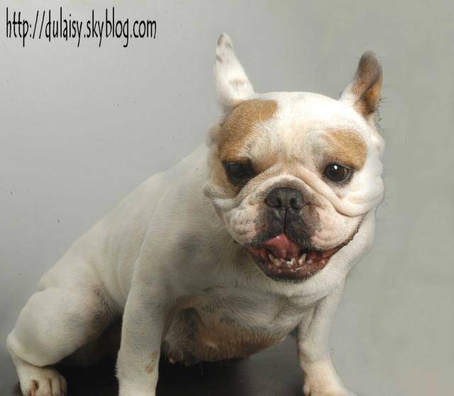 bouledogue français Ula - Bouledogue Français