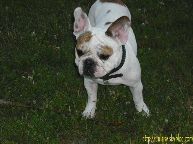 bouledogue français Ula - Bouledogue Français