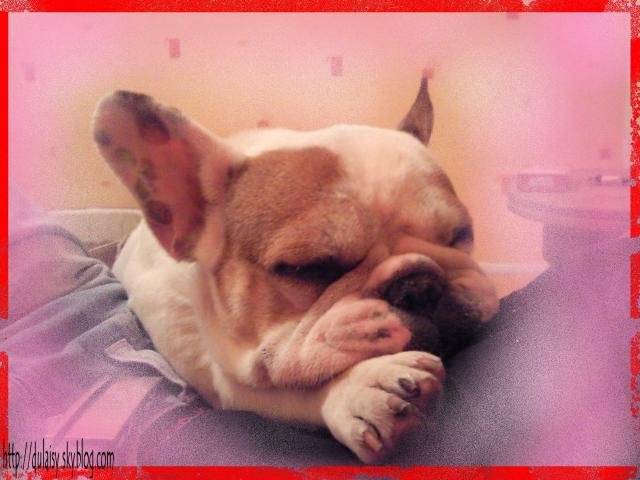 bouledogue français Ula - Bouledogue Français