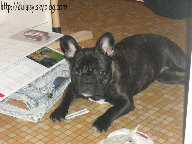 bouledogue français Daisy - Bouledogue Français