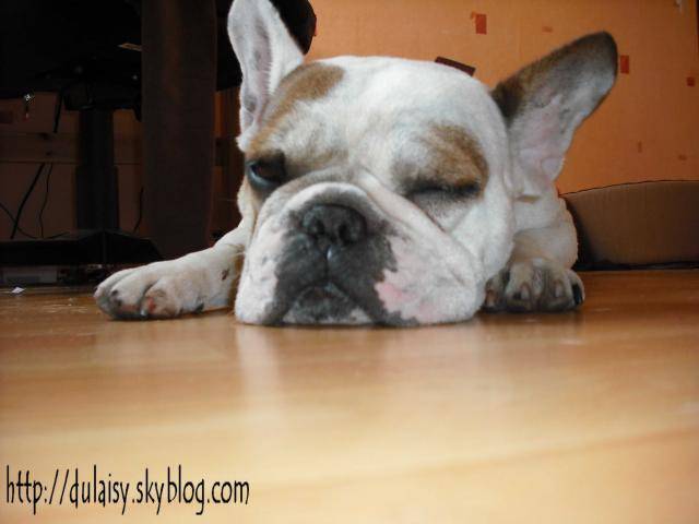 bouledogue français Ula - Bouledogue Français