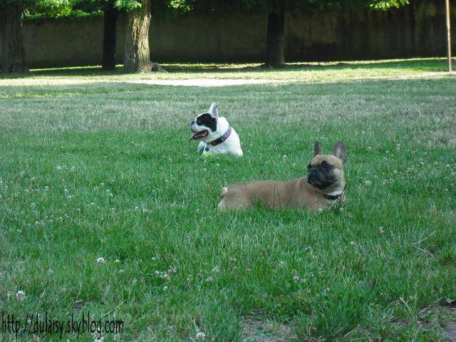 bouledogue français Betty et Pablo - Bouledogue Français