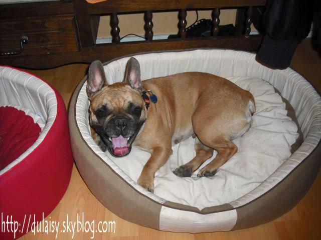 bouledogue français betty - Bouledogue Français