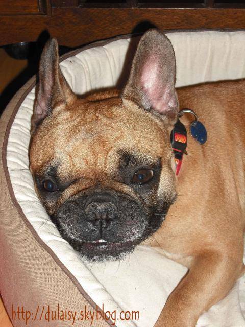 bouledogue français betty - Bouledogue Français