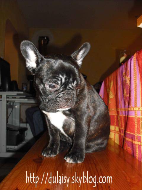bouledogue français Daisy - Bouledogue Français